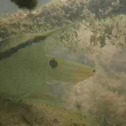 Flag Cichlid, photo 5