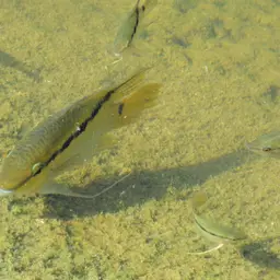 Flag Cichlid, photo 6