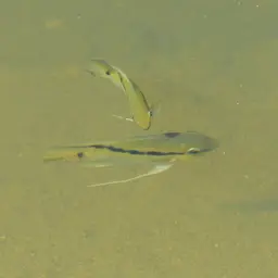 Flag Cichlid, photo 7