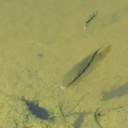 Flag Cichlid, photo 8