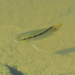 Flag Cichlid, photo 9