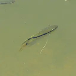 Flag Cichlid, photo 10