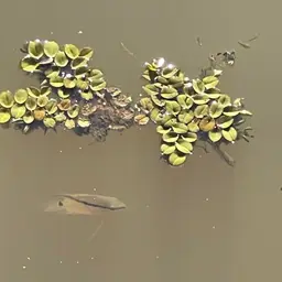 Flag Cichlid, photo 12