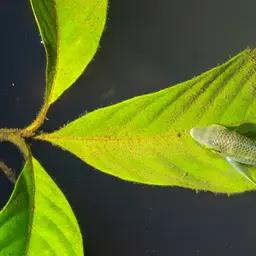 Flag Cichlid, photo 1
