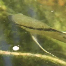 Flag Cichlid, photo 2