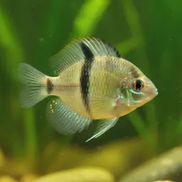 Flag Cichlid, photo 3