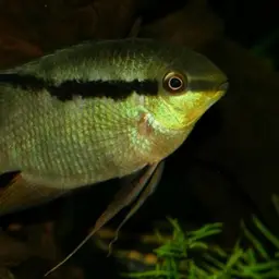 Flag Cichlid, photo 1