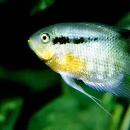 Flag Cichlid, photo 2