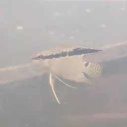 Flag Cichlid, photo 3