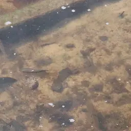Flag Cichlid, photo 4