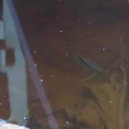Flag Cichlid, photo 5