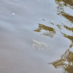 Flag Cichlid, photo 6