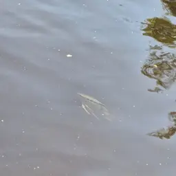 Flag Cichlid, photo 7