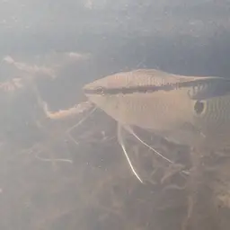 Flag Cichlid, photo 9