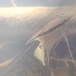 Flag Cichlid, photo 10