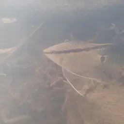 Flag Cichlid, photo 11