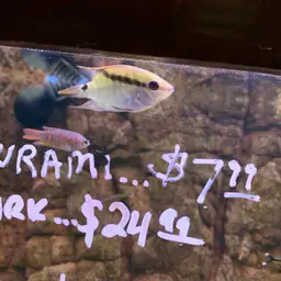 Flag Cichlid, photo 12