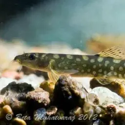 Nemacheilus guentheri, photo 2