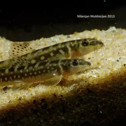 Nemacheilus guentheri, photo 3