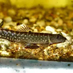 Nemacheilus guentheri, photo 5
