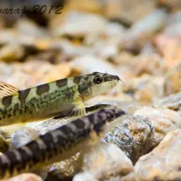 Nemacheilus petrubanarescui, photo 1