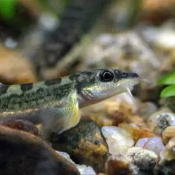 Nemacheilus petrubanarescui, photo 5