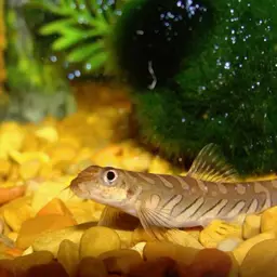 Batik Loach