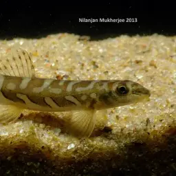 Batik Loach, photo 2