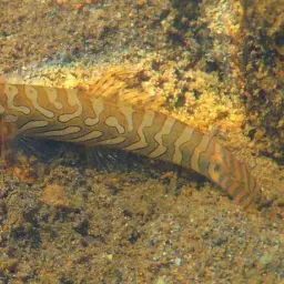 Batik Loach, photo 3