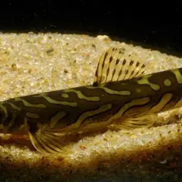 Batik Loach, photo 4