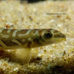 Batik Loach, photo 5
