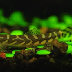 Batik Loach, photo 6