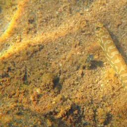 Batik Loach, photo 7
