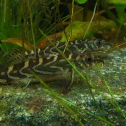 Batik Loach, photo 8