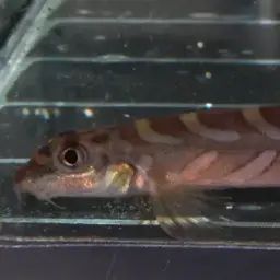 Batik Loach, photo 10