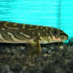 Batik Loach, photo 12