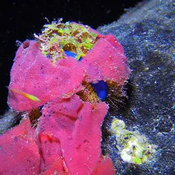 Tuxedo Urchin, photo 1