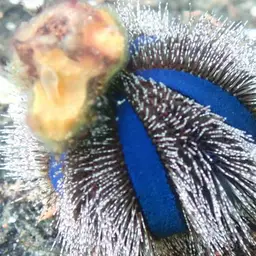 Tuxedo Urchin, photo 2