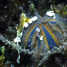 Tuxedo Urchin, photo 3