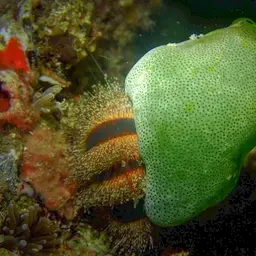 Tuxedo Urchin, photo 4