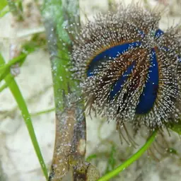 Tuxedo Urchin, photo 5