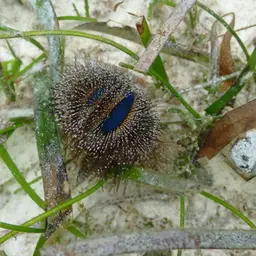 Tuxedo Urchin, photo 6