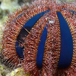 Tuxedo Urchin, photo 7