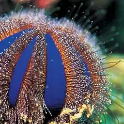 Tuxedo Urchin, photo 8