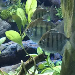 Striped Silver Dollar, photo 8