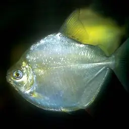Silver Dollar, photo 1