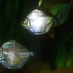 Silver Dollar, photo 2