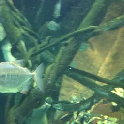 Silver Dollar, photo 6
