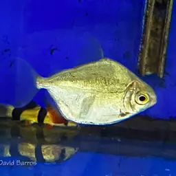 Silver Dollar, photo 12