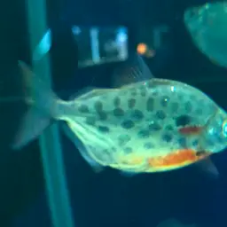 Spotted silver dollar, photo 12